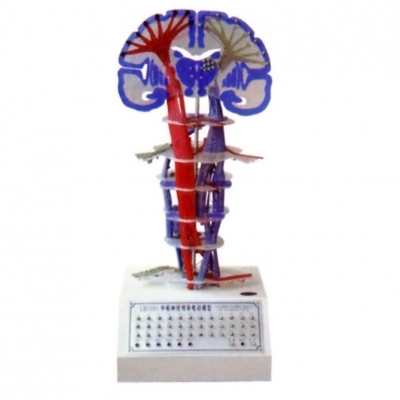 中樞神經(jīng)傳導(dǎo)電動(dòng)模型