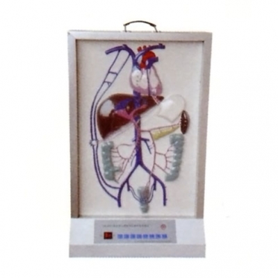 門(mén)靜脈側(cè)支循環(huán)電動(dòng)模型