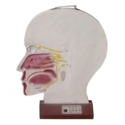 腦部副交感電動模型， 大腦神經(jīng)模型 ，腦部神經(jīng)系統(tǒng)模型