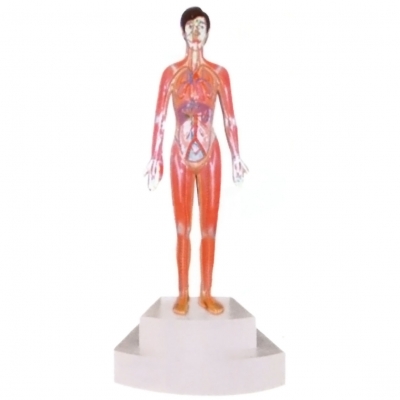 微電腦人體心動周期與大、小循環(huán)演示儀