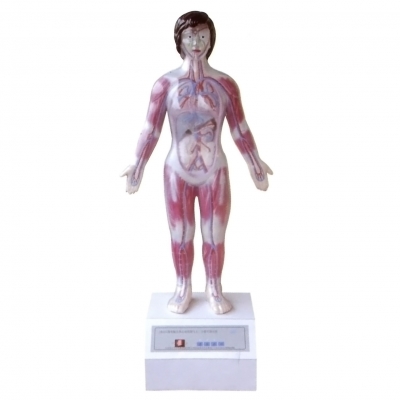 微電腦人體心動周期與大、小循環(huán)演示儀