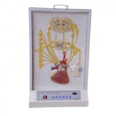 心的神經(jīng)支配電動模型， 心臟神經(jīng)支配模型， 醫(yī)學(xué)教學(xué)模型