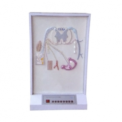 脊神經(jīng)的組成和分布電動模型