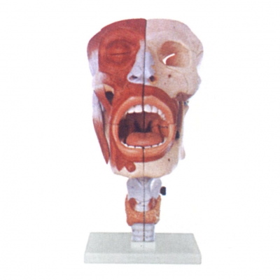 鼻、口、咽、喉腔模型