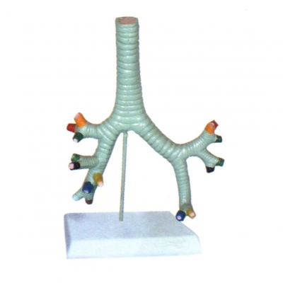 氣管、支氣管及肺段支氣管模型