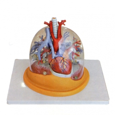透明肺、氣管、支氣管連心臟模型