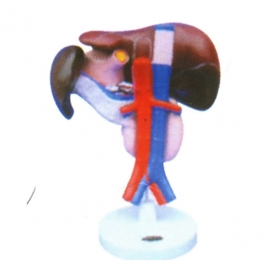 脾、胰、肝、十二指腸解剖模型