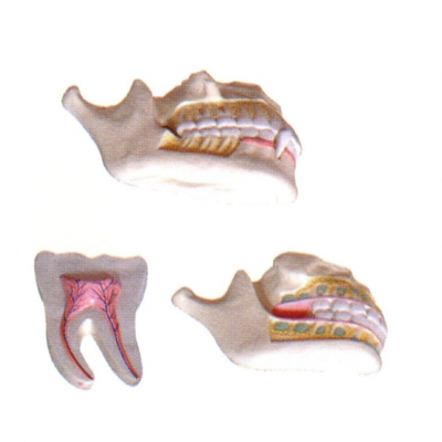 乳牙、恒牙牙列