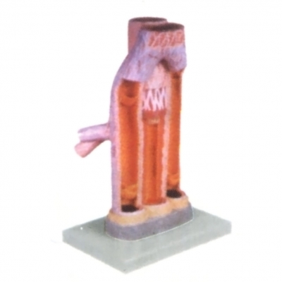 動(dòng)脈與靜脈解剖放大模型