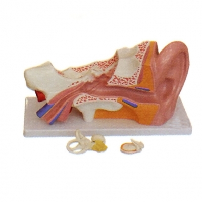 耳 (外、中、內(nèi)) 解剖