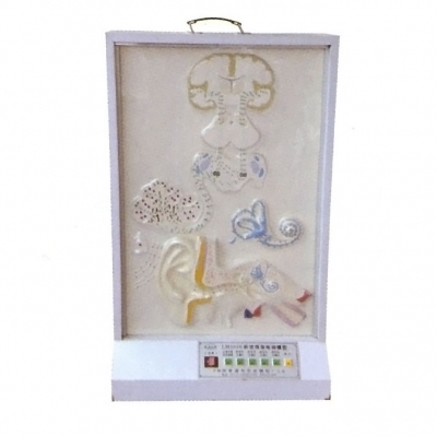 聽覺傳導(dǎo)電動(dòng)模型