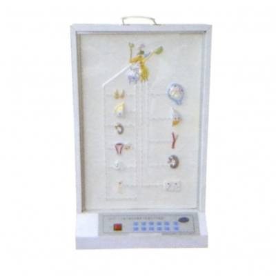 下丘腦與垂體的激素對(duì)靶器官作用電動(dòng)模型