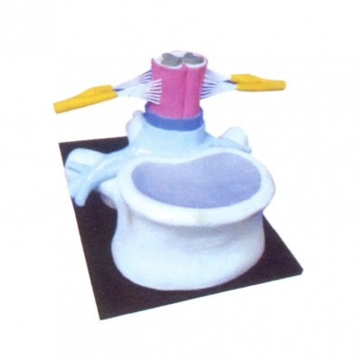 椎骨和脊髓、脊神經(jīng)關(guān)系模型