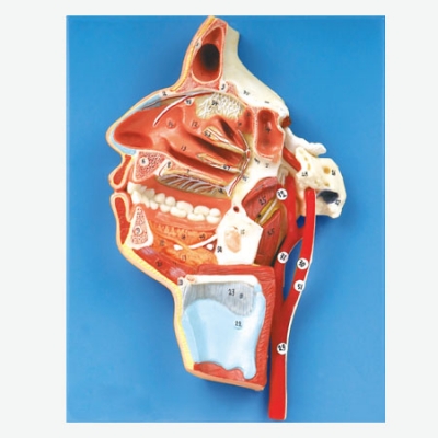 口、鼻、咽、喉內(nèi)側(cè)面血管神經(jīng)模型