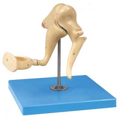 聽小骨放大模型 