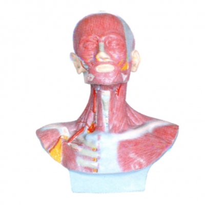 頭、面、頸部解剖和頸外動脈配布模型