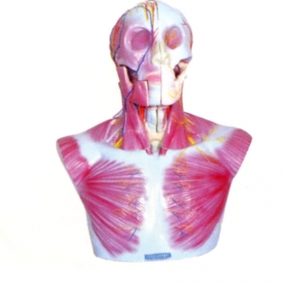 頭部、頸部層次解剖模型附腦N、A模型