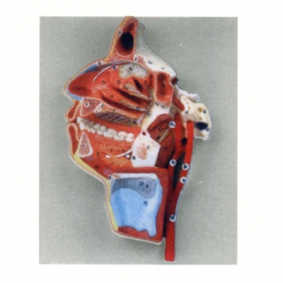 口、鼻、咽、喉內(nèi)側(cè)面血管神經(jīng)模型