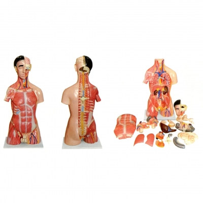 兩性人體頭、頸、軀干模型(28部件）