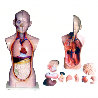 人體頭、頸、軀干模型(10部件)