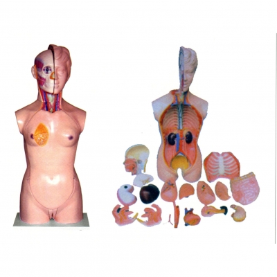 女性頭、頸、軀干模型(19部件)