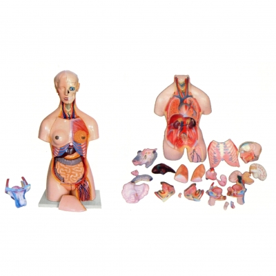 兩性人體頭、頸、軀干模型(41部件）