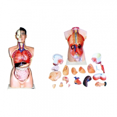 人體頭、頸、軀干模型(21部件)