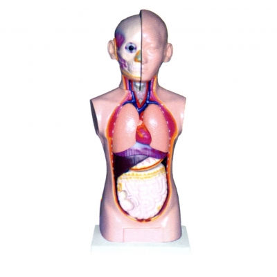 人體頭、頸、軀干模型(9部件)