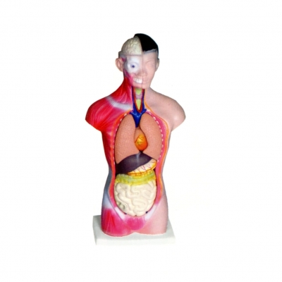 人體頭、頸、軀干模型(7部件)