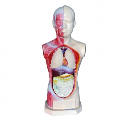 人體頭、頸、軀干模型(8部件)