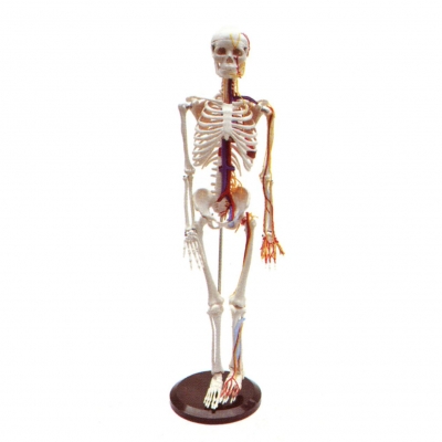 人體全身骨骼附主要?jiǎng)用}和神經(jīng)分布模型