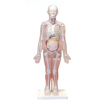 人體體表、人體骨骼與內(nèi)臟關(guān)系模型