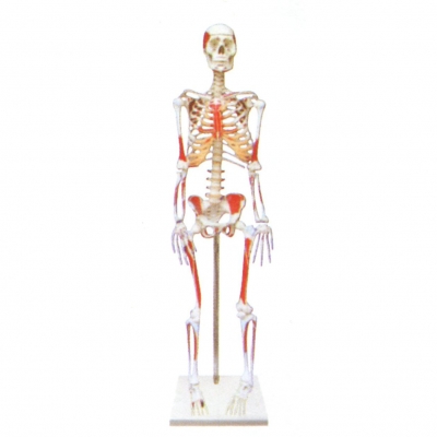 人體骨骼附肌肉起止點(diǎn)著色模型