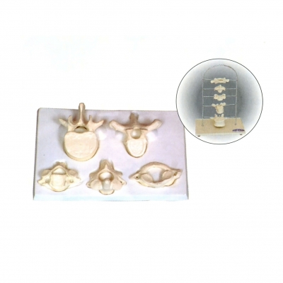 寰、樞、頸、胸、腰椎放大模型