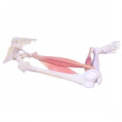 肌肉定點(diǎn)、動點(diǎn)、動態(tài)模型