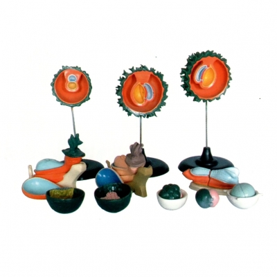 人胚受精、卵裂和胚泡形成過程模型