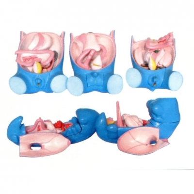 消化、呼吸、泌尿生殖、體腔的發(fā)生模型