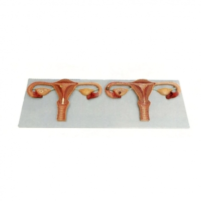 卵子受精過(guò)程放大模型