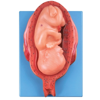 七個(gè)月胚胎模型