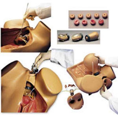 高級(jí)婦科檢查模型