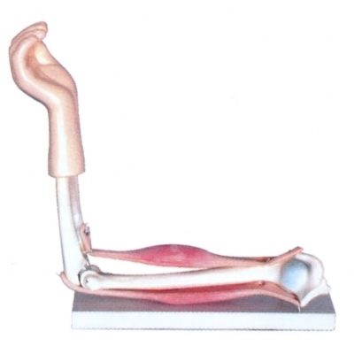 肘關節(jié)模型