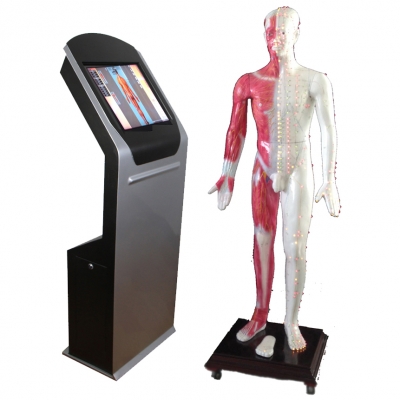 多媒體人體穴位發(fā)光數(shù)字交互平臺(tái) ，多媒體人體針灸穴位交互數(shù)字平臺(tái) ，多媒體針灸穴位發(fā)光模型