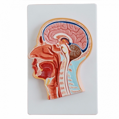 頭部正中矢狀切面模型