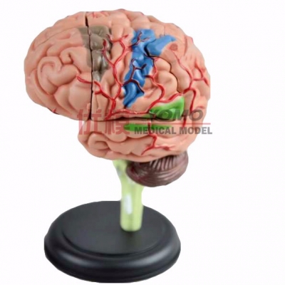 大腦拼裝模型