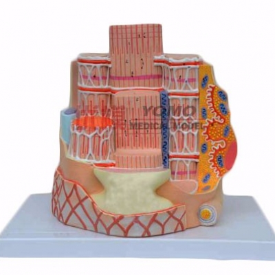 高級骨骼肌纖維模型