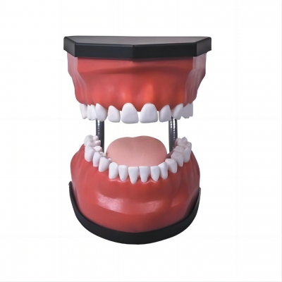 豪華型牙護理保健模型（32顆牙，可脫卸）（放大5倍）