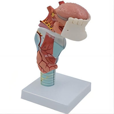 喉連舌、牙模型