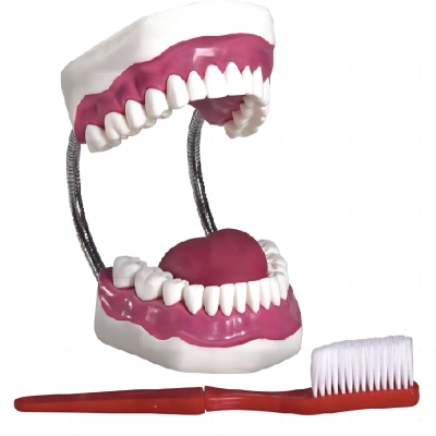 豪華型牙護(hù)理保健模型（32顆牙，可脫卸）（放大5倍）