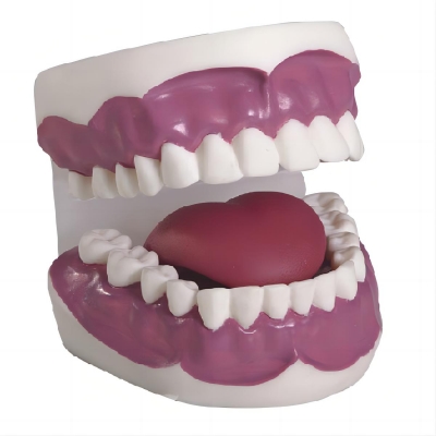 牙護(hù)理保健模型（28顆牙，放大2倍）