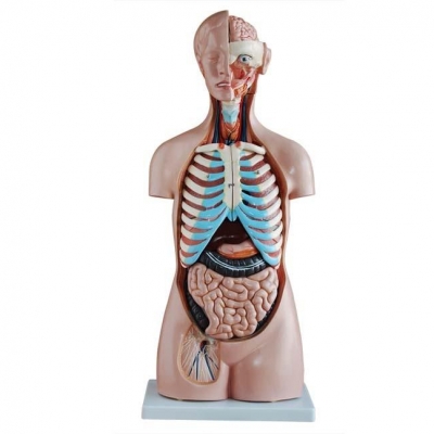 85CM 無性軀干 20 部分